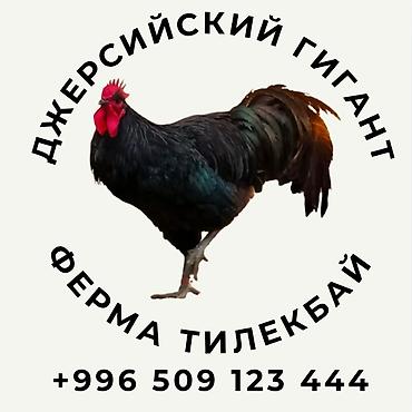 Птицы: Джерсийский гигант жумурткага жана жөжөлөргө заказ алабыз — 15