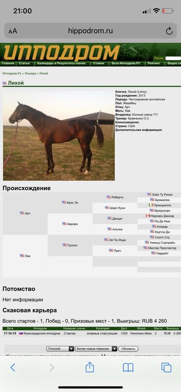 конный спорт бишкек цены в Кыргызстан | Услуги: Продаю | Жеребец | Английская | Конный спорт | Осеменитель