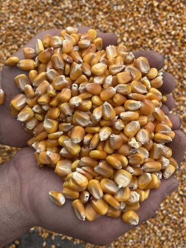 рушенная кукуруза: Кукуруза - Жугору
Оптом от 7 тонн и выше