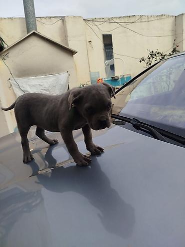 pitbul satanlar: Amerikan sortu pitbul Boz rəngdə balaca it balası - Cins: qısa tüklü — 4