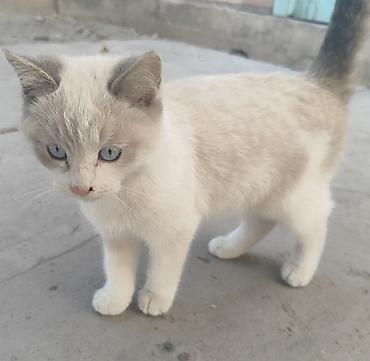 Отдам даром кошку: Кошка даром: Сиамская, 2 месяца, Девочка, Приучена к лотку — 3