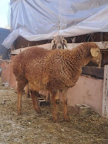 Баран, овца: Продаю | Овца (самка) | Для разведения | Матка — 6