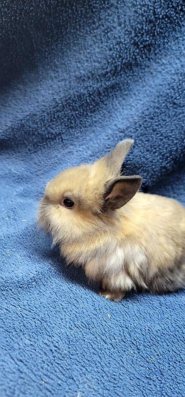 Декоративные кролики: Продаются декоративные крольчата, милые малыши с очень красивыми — 7