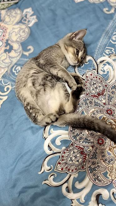 Животные: 3 месяца, Девочка, Приучена к лотку — 3