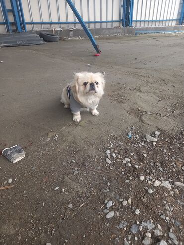 ucuz it satisi: Pekines, 1 il, Erkek