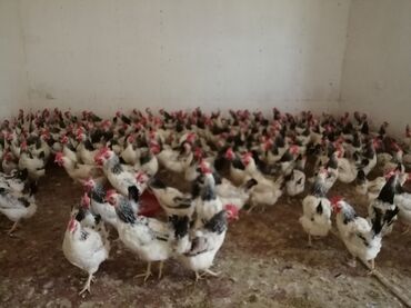 sabunçu toyuq bazarı: Курица, Для яиц, Самовывоз