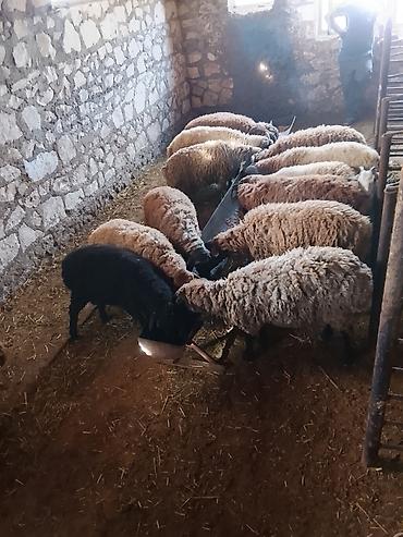 Quzu: Quzu, Erkək, ay: 7, 40 kq, Damazlıq — 1