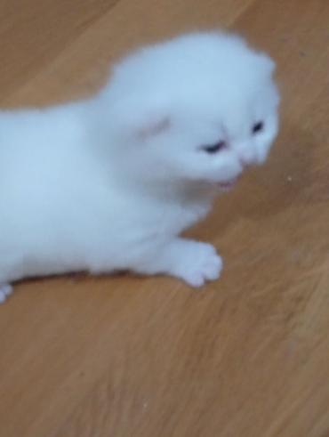 Pişiklər: Şotland, Erkək, Dişi, Yaxşı əllərə — 13