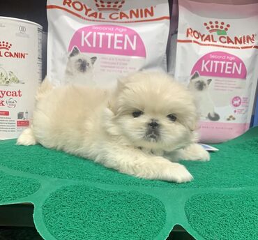 barter itlə: Pekines, 2 ay, Erkek, Peyvəndli, Ünvandan götürmə