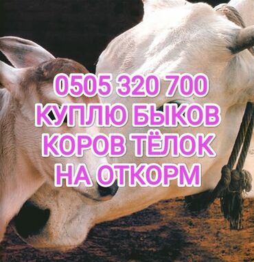 уй сх животное: Куплю | Коровы, быки, Лошади, кони | На откорм, Откормленные