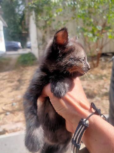 паштет: Котята, 4 малыша из одного помёта. - Окрас: 1) Белый с чёрными — 2
