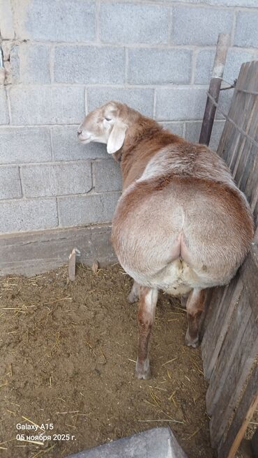 объявления о найденных животных: Сатам | Кочкор (эркек) | Арашан | Көбөйтүү үчүн lalafo.kg да объявления о найденных животных: Сатам | Кочкор (эркек) | Арашан | Көбөйтүү үчүн