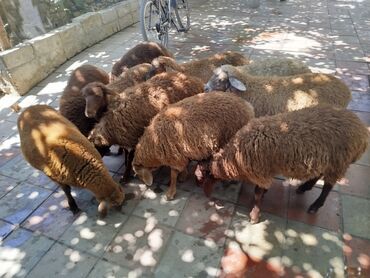 qala sortu: Erkək, Qala, il: 1, 24 kq, Damazlıq, Ünvandan götürmə