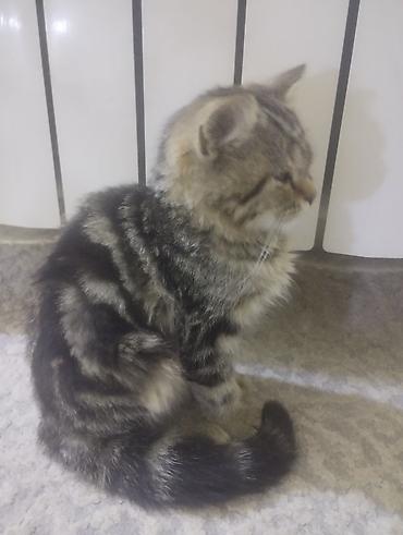 Отдам даром кошку: Кошка даром: Беспородная, Мальчик — 2