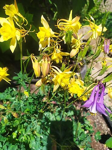 Другие садовые цветы и кустарники: Продаю уличные цветы многолетние оптом и в розницу. Дельфиниумы — 12