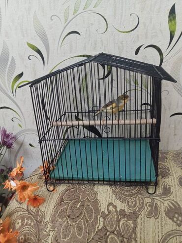 Bülbüllər: Salam. Bulbul satilir. 10 ayliqdi. Fevral ayinin qusudu. Oz qusumun -da lalafo.az — 10 Bülbüllər: Salam. Bulbul satilir. 10 ayliqdi. Fevral ayinin qusudu. Oz qusumun — 10