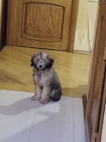 it sekili: Pudel, 4 ay, Erkək, Ünvandan götürmə — 1