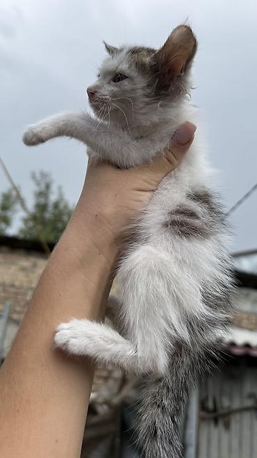 Мышыктар: Котята: мальчик и девочка К латку приучены, игривые кушают очень — 10