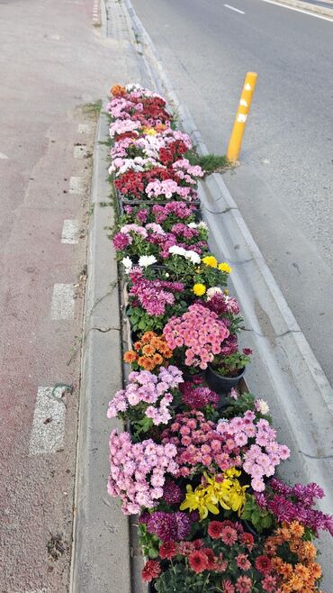 Çöl bitkiləri: 1.50 aznden başlayan qiymətlərlə Xrizantema (Chrysanthemum) bəzək — 10