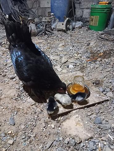 avstrolop cuceleri: Toyuq, Australorp, Damazlıq, Ünvandan götürmə — 2