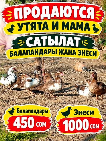 курица оптом: Продаю | Цыплята | Для разведения — 1