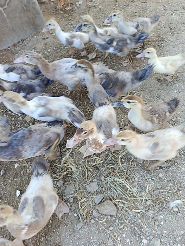 damaz: Muscovy ördək bala­ları (indo-ördək) – müxtəlif rəng çalarlarında — 2