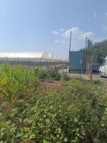 Теплицы: Теплица, предназначенная для выращивания различных — 15