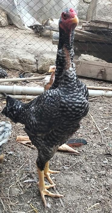 sevgi qusu: Heyratı pleymut fərə satılır. 1yaş 5 aylıqdır, sağlamlığına — 3