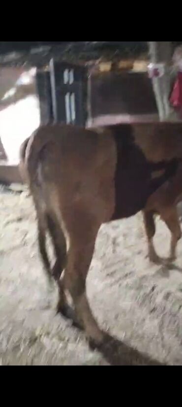 Inəklər, öküzlər: Dişi, il: 2, Ətlik — 3