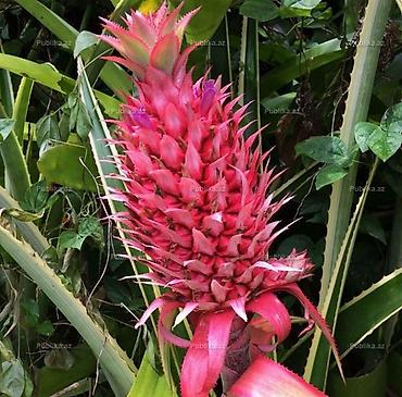 qırmızı gübrə: Bəzəkli ananas (qırmızı sort) – tropik dekorativ bitki - Nadir — 1