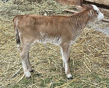 Коровы, быки: Продаю | Тёлка | На откорм — 5