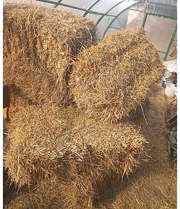 Куплю с/х животных: Продаю! Продаю! Солома ячменная!Тюки плотные, сухие лежат под навесом! — 1