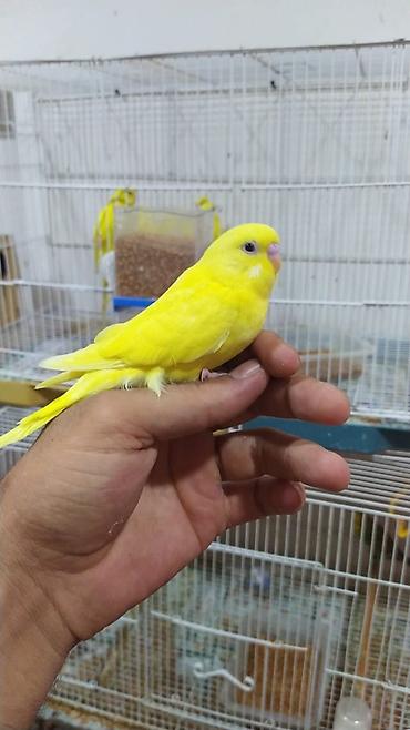 попугай ара цена: Super valnistıy məhəbbət tutuquşları papuqay ları 8 man Çex jumbo — 6