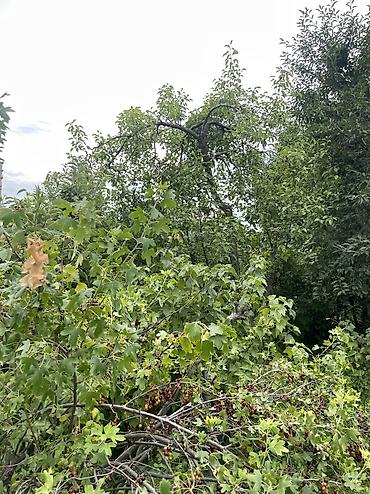 Продажа дач: ПРОДАЕТСЯ Дачный участок, с. Туз, СТ «Нур» (между с. Туз и с. Чон — 14