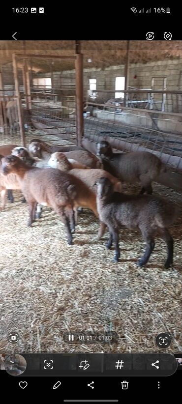 Quzu: Diri çəkisi 10 azn dan ətlik quzular — 7