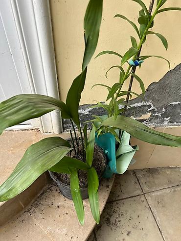 Otaq bitkiləri: Her cure guler var veregliyin baxin ancag xanimlara satiş olur Gencedi — 12