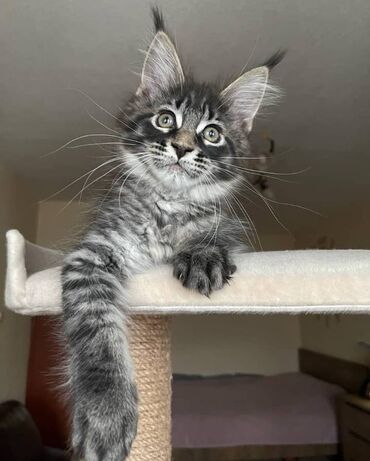 Other: Maine coon Kittens για δωρεάν υιοθεσία Προσφέρουμε υγιεινά και