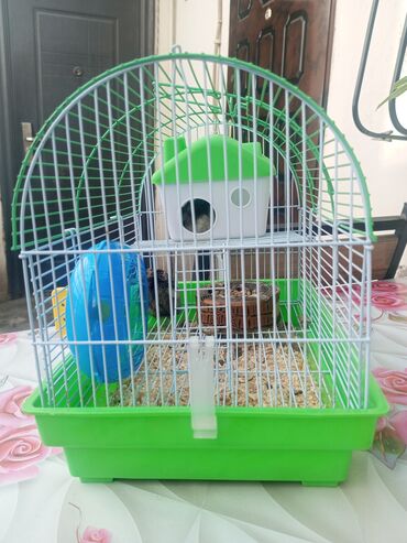 qoyunlarin qiymeti: Hamster axtaranlara görə 2 dənə hamster üzərindədə qəfəsi verilir tək