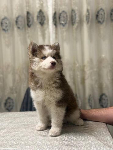 İtlər: - MALAMUT balasi: uzun tük, güclü quruluş, qəhvəyi,qara,boz rəngdə — 3