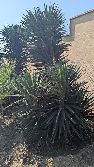 pixta agaci: Yucca: hətta yeni başlayanlarla birlikdə gedən sərt gözəllik. Bütün — 6