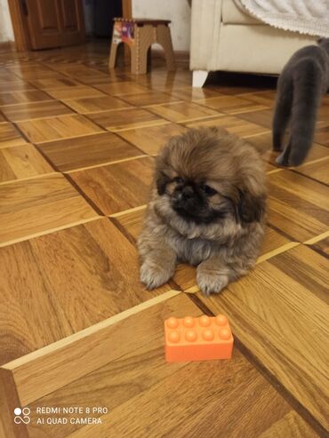 pekines dişi: Pekines, 1 ay, Dişi
