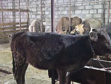 en ucuz at: Damazliq ücün cox super disi dana satilir.qiymede razilasma yeri — 4