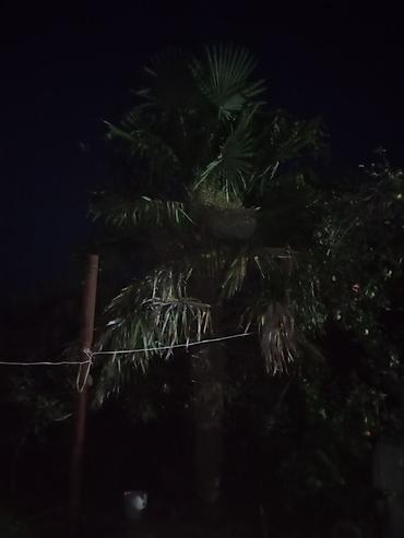 asılqan satılır: Satılır: dekorativ palma ağacı (Trachycarpus tipli, yelpik formalı — 3