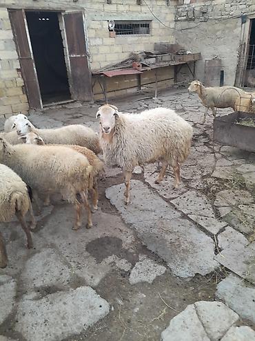 alman coban kopegi: Damazlıq bala almağa əla sortdu qiymətdə razılaşmaq olar — 4