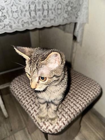 Котёнок ачи, короткошёрстный. отдам в хорошие руки. Малыш с красивым