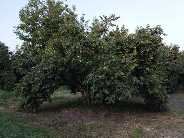 Torpaq sahələrinin satışı: 2000 sot, Kənd təsərrüfatı, Mülkiyyətçi, Kupça (Çıxarış) — 10