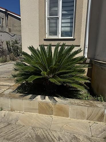 Çöl bitkiləri: Satılır: Cycas revoluta (Saqovnik/palma görünüşlü dekorativ bitki) - — 1