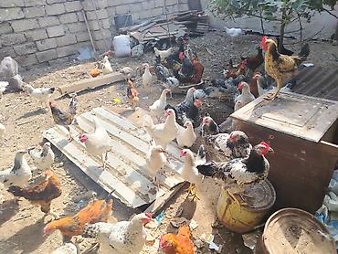 Salam.3 aliq 4 ayliq ferelerdi vaksini olnmiw hec bir xesdeliyi yoxdu lalafo.az -da Salam.3 aliq 4 ayliq ferelerdi vaksini olnmiw hec bir xesdeliyi yoxdu