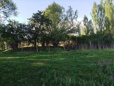 квартира дом каракол: 30 соток, Для бизнеса, Красная книга — 4