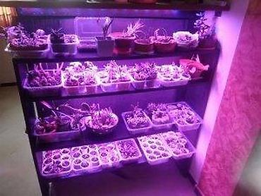 retro luster: GROW LED TRAKA ZA RAST BILJAKA 3:1 5050 DIODE 12V | *Brojni — 10